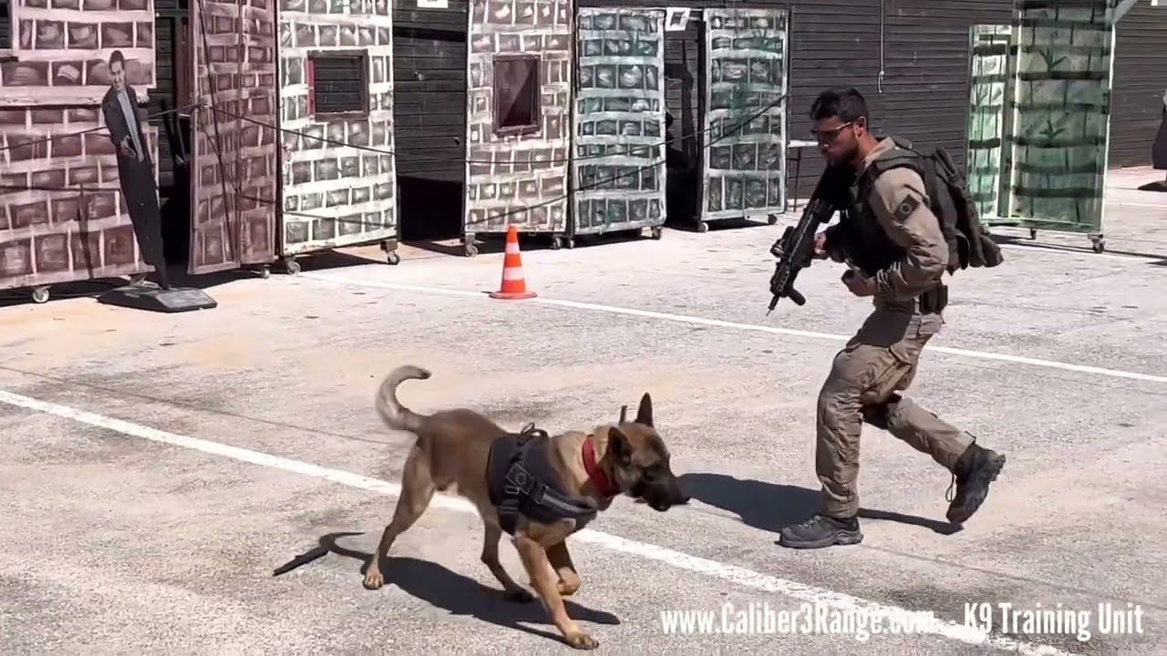 Amazing Israeli Security K9 Training Unit at Caliber