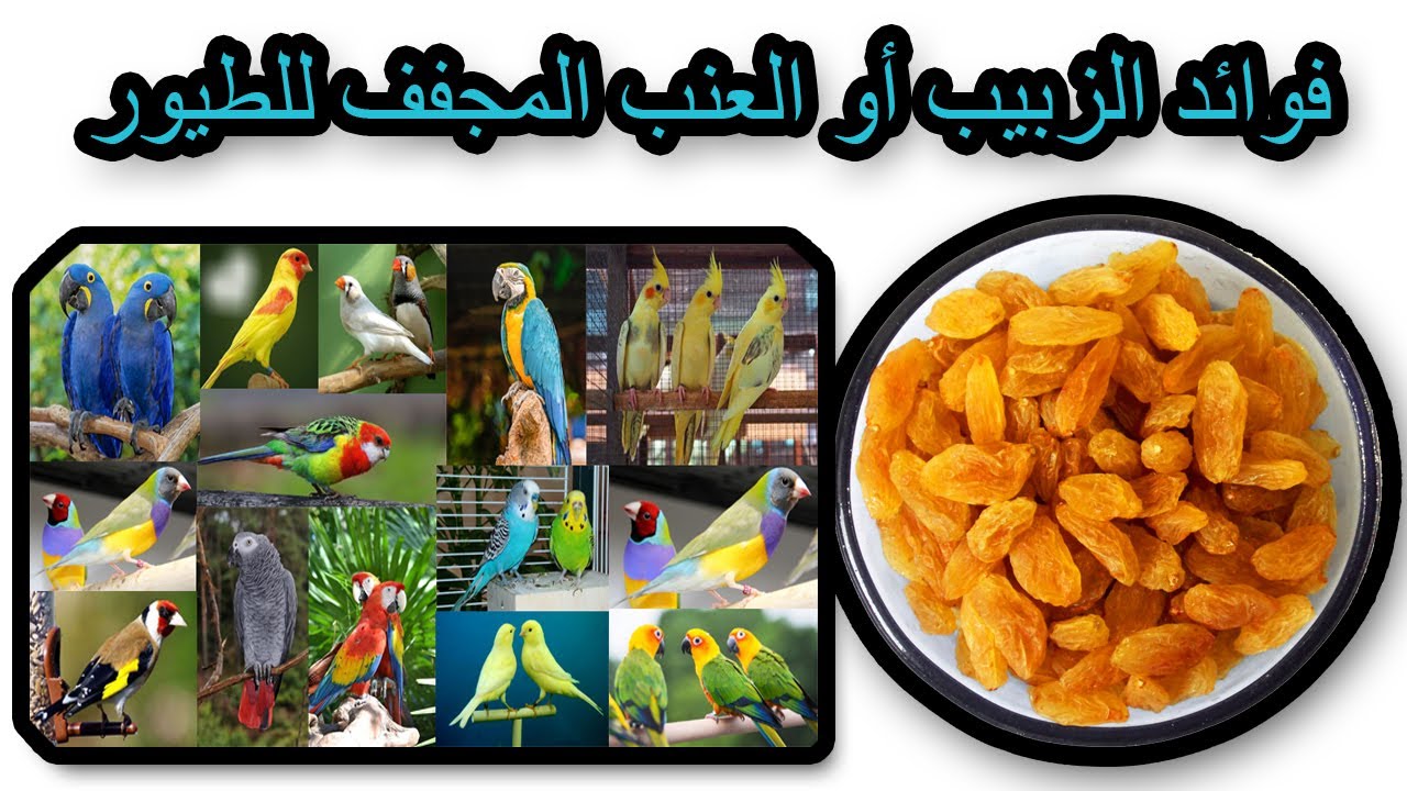 فوائد الزبيب أو العنب المجفف للطيور #shorts#  Benefits of raisins or dried grapes for birds #shorts#