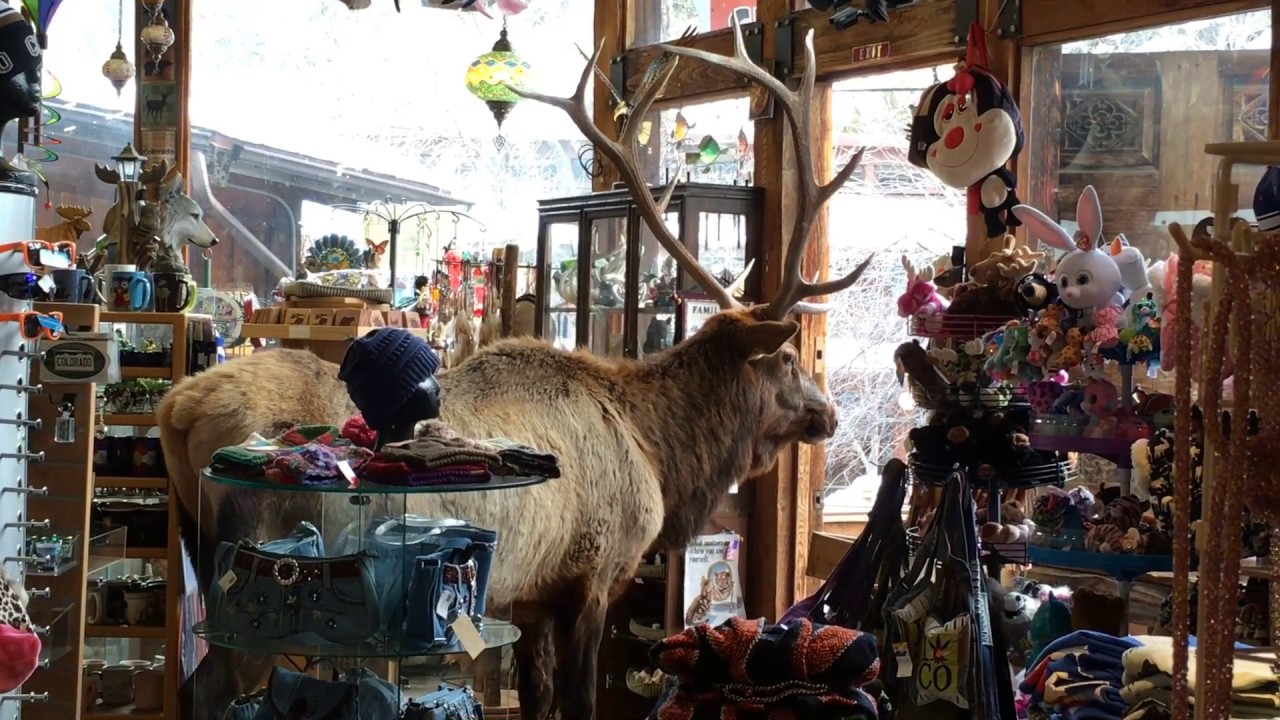 Giant Bull Elk Got Inside Our Store | Bull Elk Inside Water Wheel Gift Corner In Estes Park |