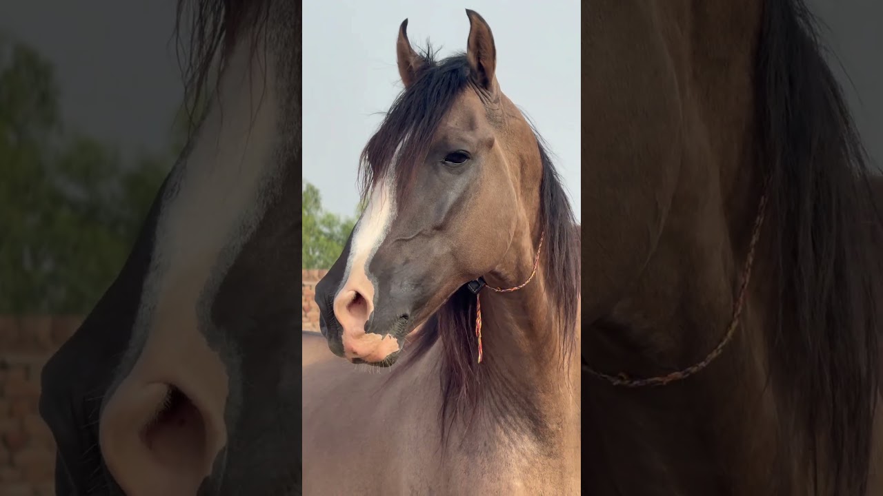Horse sound🔥real sound without any trending music❤️🔥 