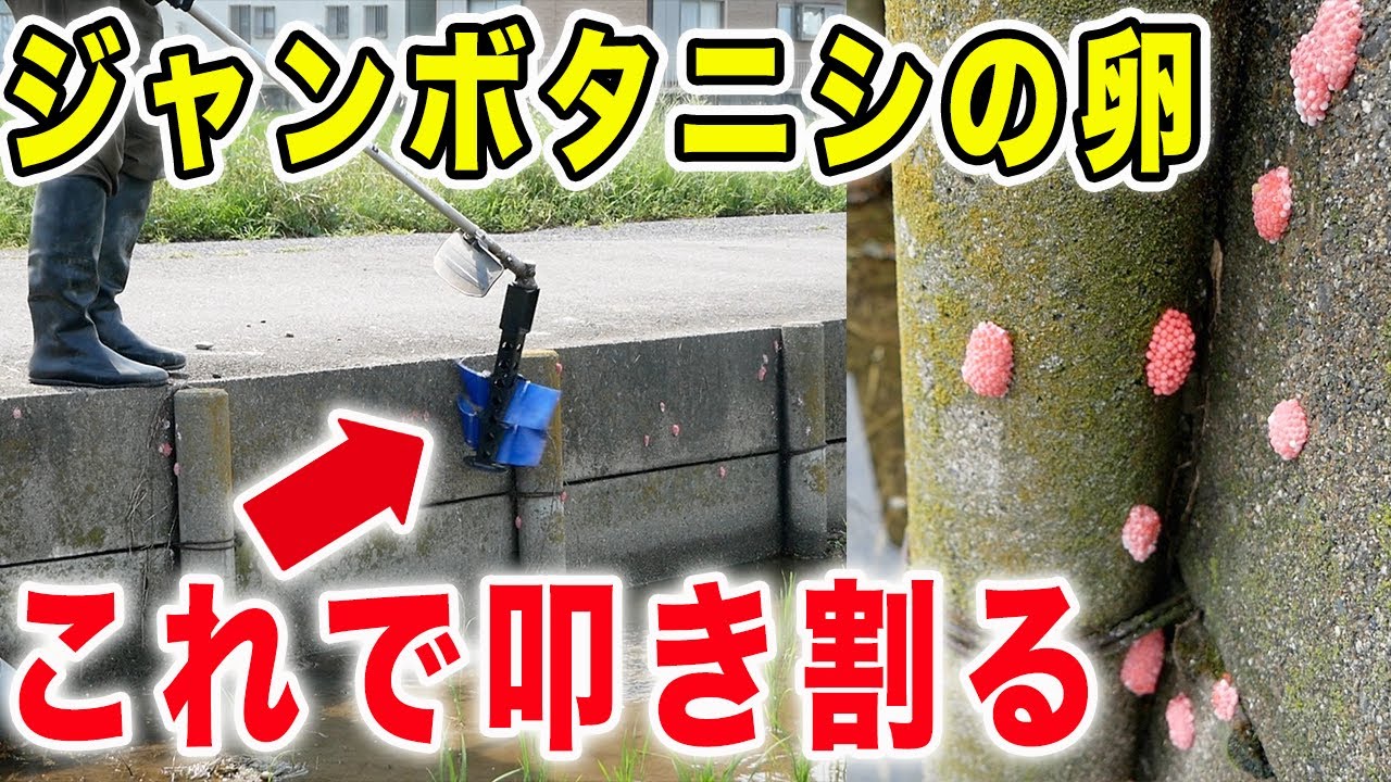 田んぼの厄介者ジャンボタニシの繁殖を止める対策　卵を叩き割る「貝撃」を使ってみた