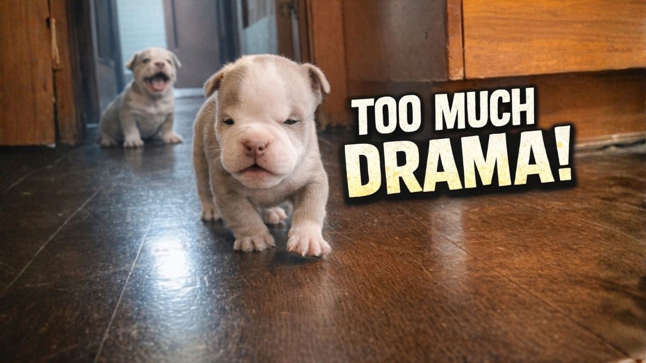 Tiny Puppy Sighs: “My Friend Is Too Childish and Starts Drama Every Time!” 😂🐶