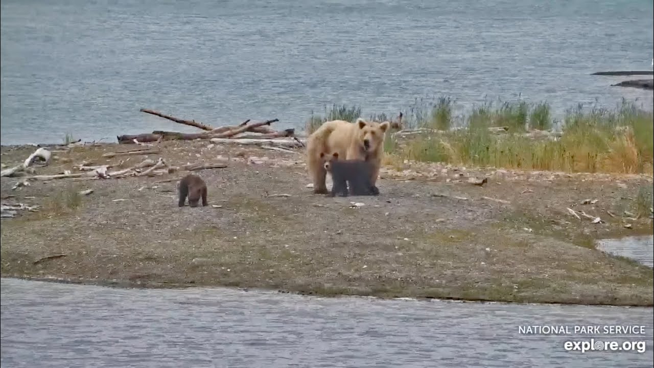 128 Grazer Returns with Two Spring Cubs - July 5, 2024 (explore.org)