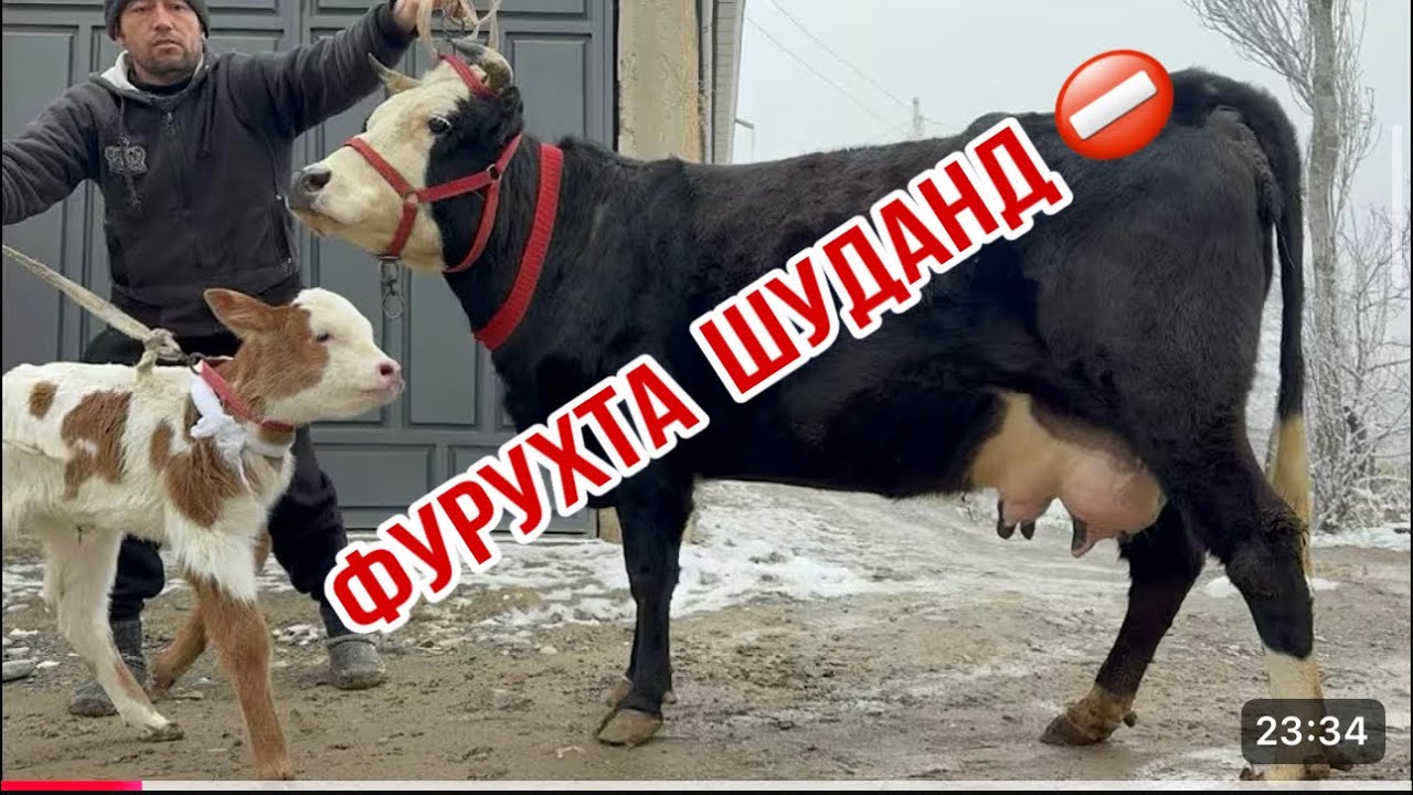 4-САР ОЧА БАЧАИ АРЗОН УСПЕТ КУНЕД 14 марта 2026 г.