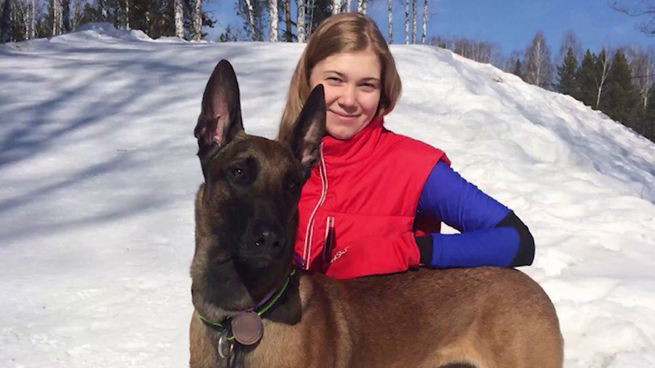 Skijoring Malinois. Russia Tomsk 2018