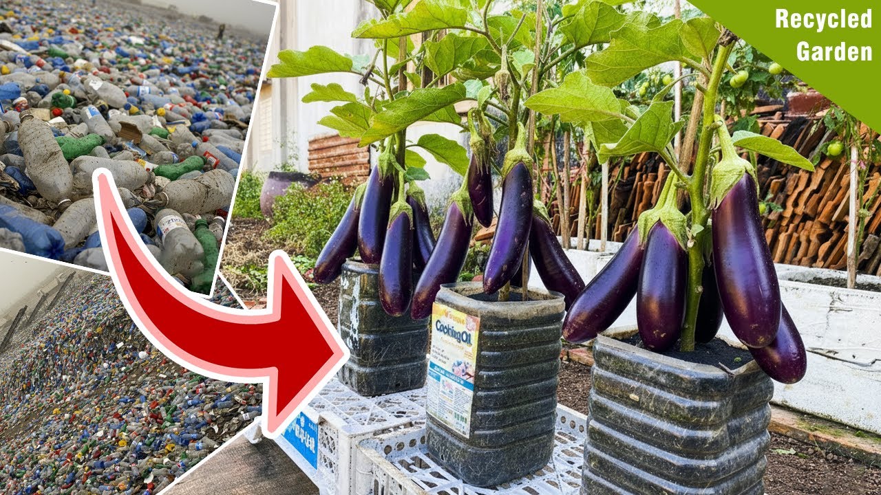 How to Grow Eggplants in Containers – Turn Waste Plastic Bottles into Mini Gardens!
