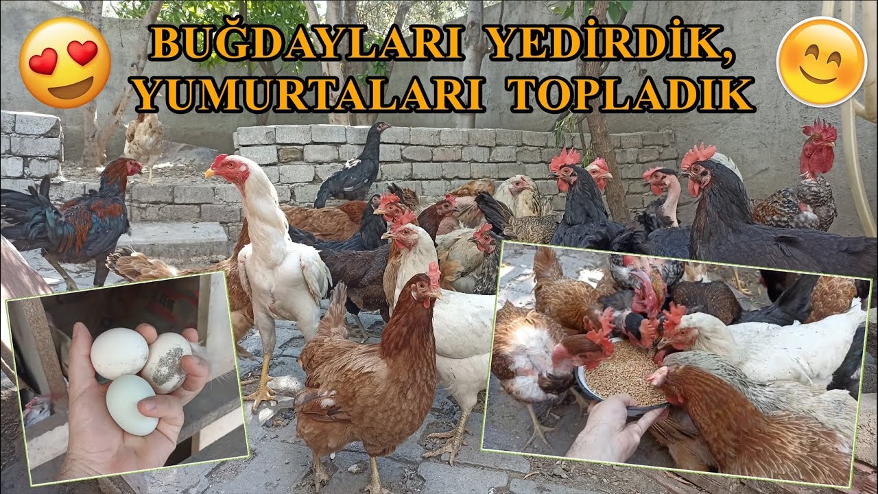 Tavuklara Buğday Yedirdik, Yumurta Topladık :)