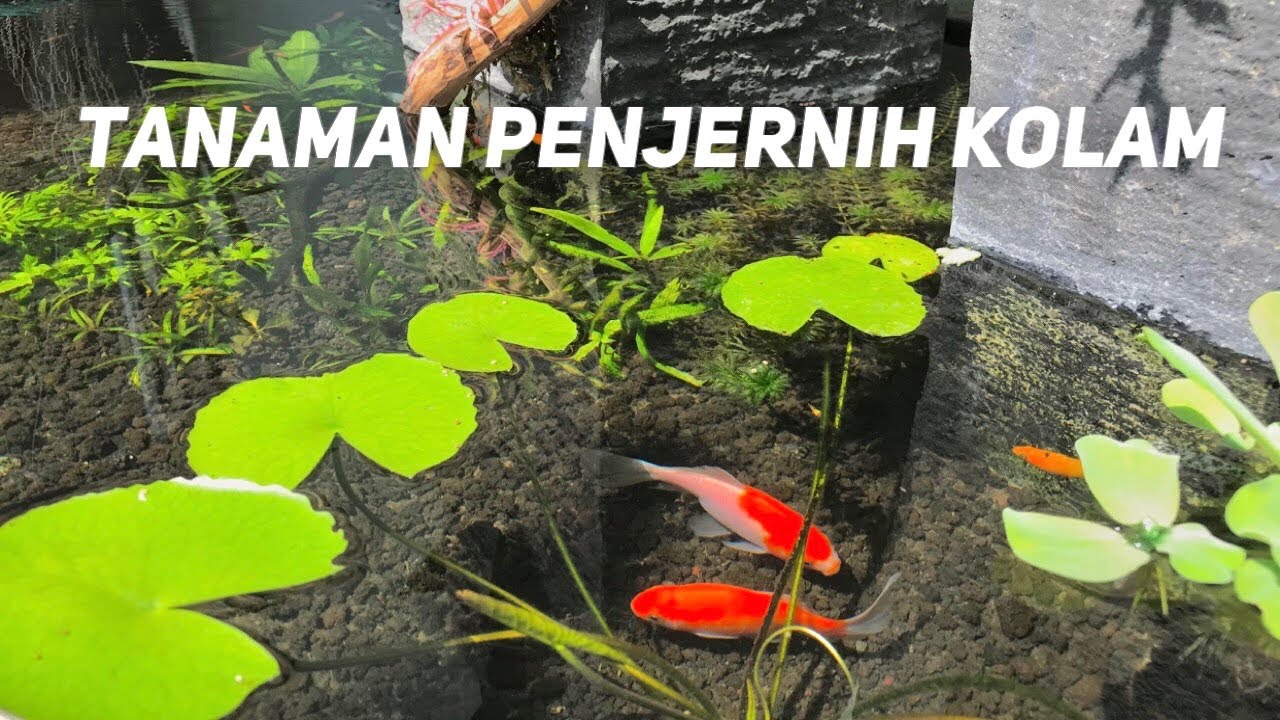 водоочистная установка для рыбных прудов