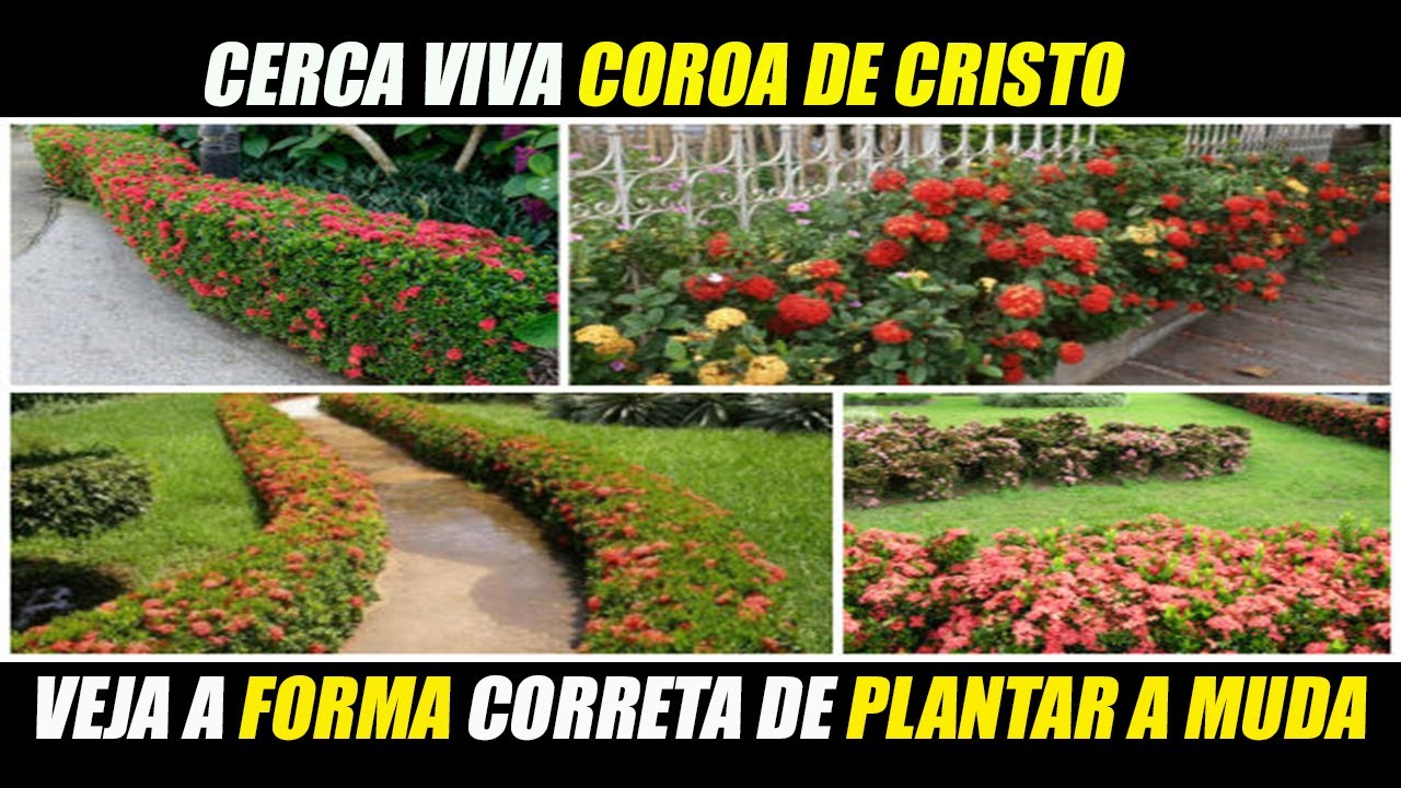 Coroa de cristo - como fazer mudas ( dicas e cuidados sobre essa cerca viva)