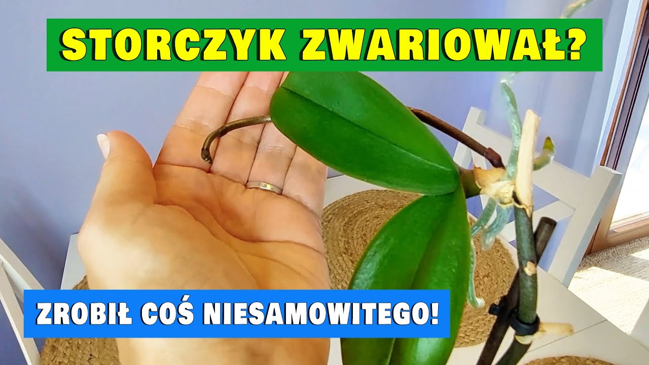 Storczyk ZROBIŁ TO w moim domu... NIE UWERZYSZ!