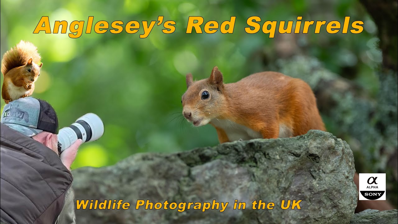 Anglesey's Red Squirrels - Wildlife photography in the UK