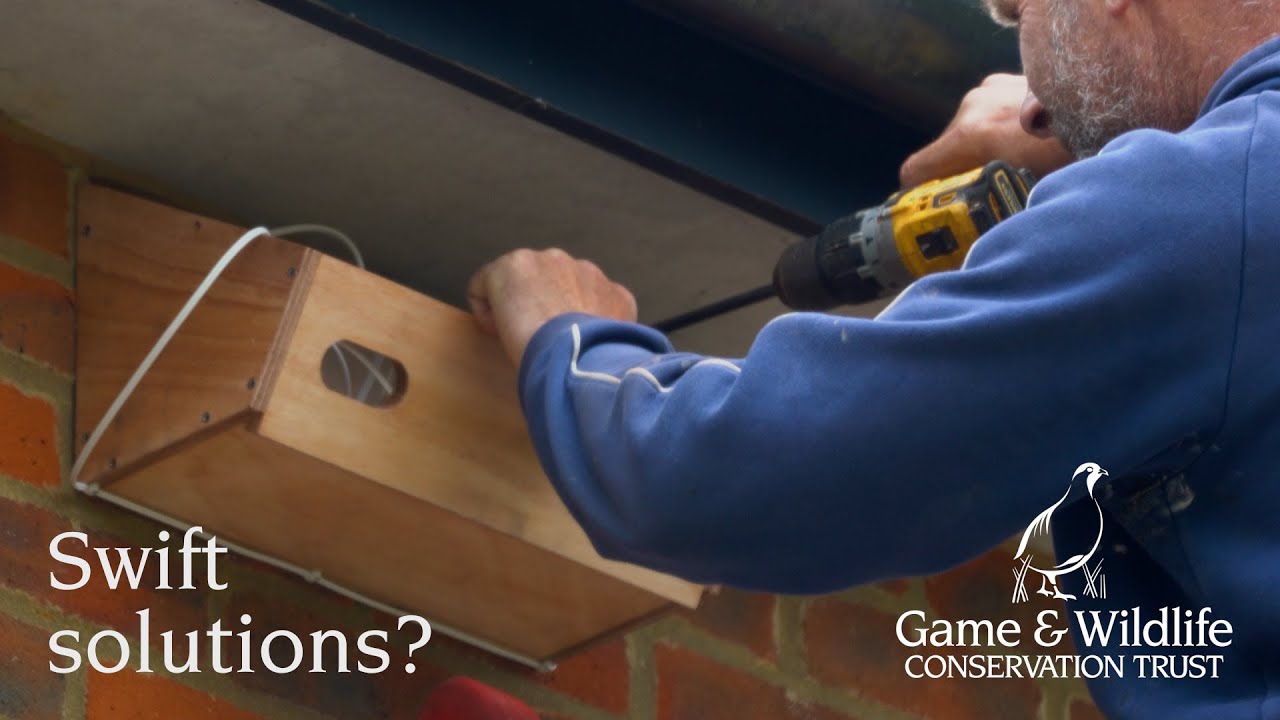 Swift Solutions? Farmers are providing nest boxes for swifts on Martin Down