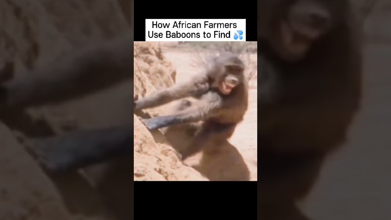 How African Farmers Use Baboons to Find Water