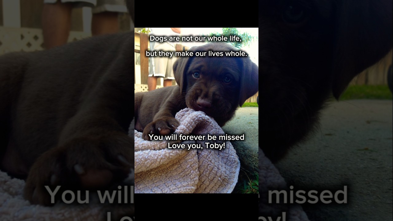 A Tribute To Toby: A Labrador Forever In Our Hearts #shorts #neverforgotten