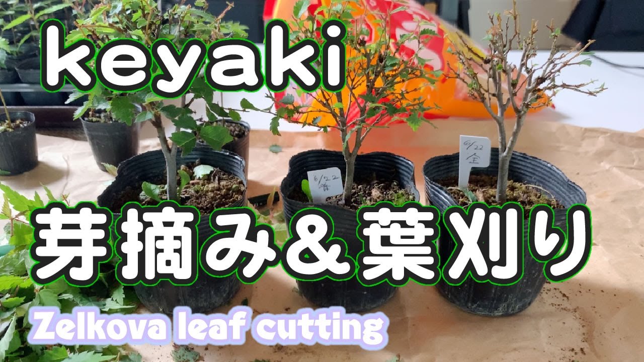 ケヤキの葉刈り／Cut zelkova leaves
