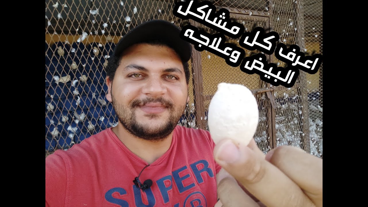 حل كل مشاكل بيض الحمام والبيض المشوة #فن_تربيه_الحمام