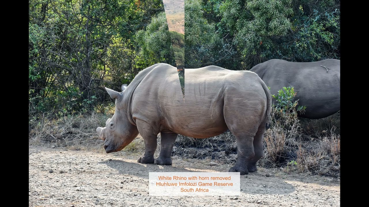 Animals of South Africa, Lesotho, Eswatini (Kingdom of Swaziland)