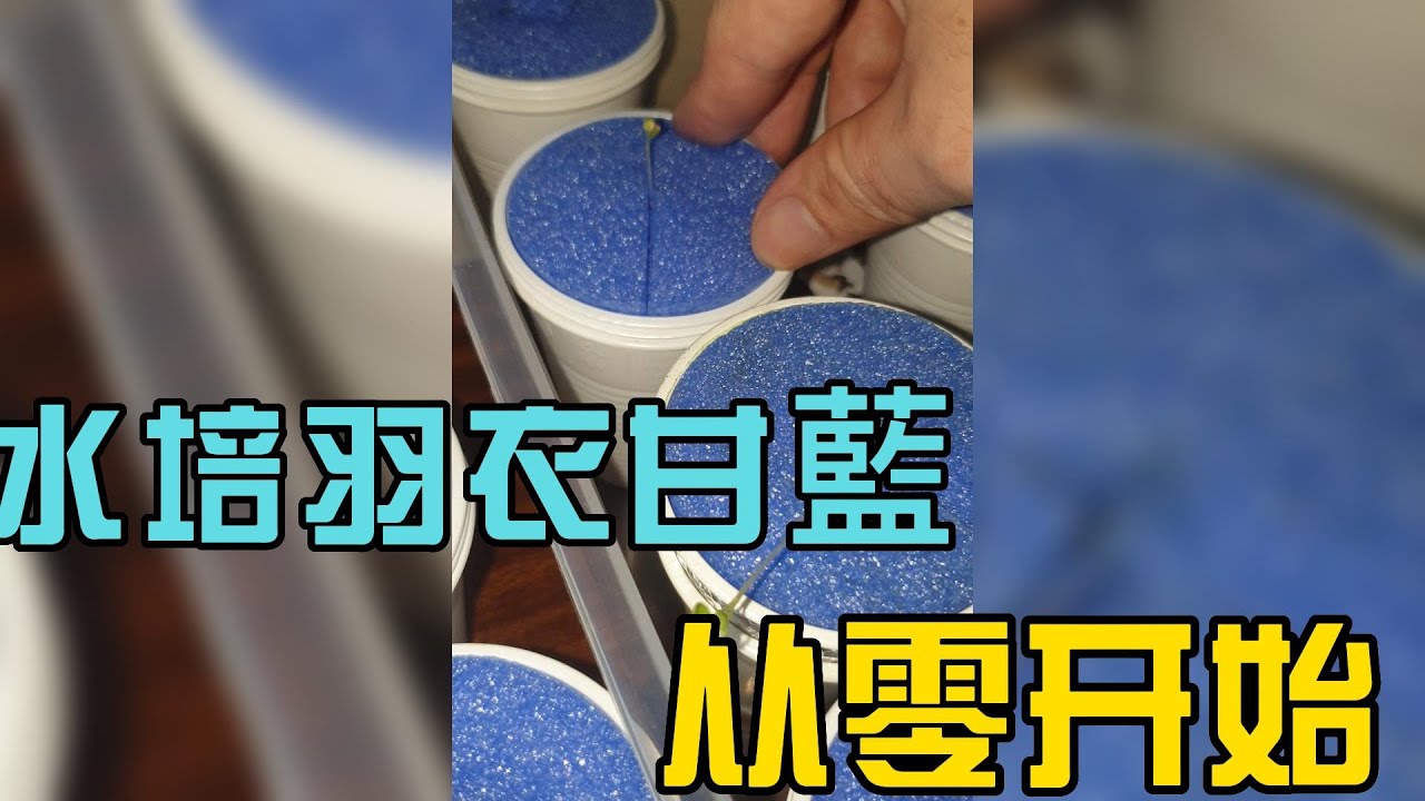 336 羽衣甘蓝被我弄残废了，善待它们，给它们水培养起来吧。发芽盒移栽水培杯 --- 投筆從農朱叫獸 365挑戰之336
