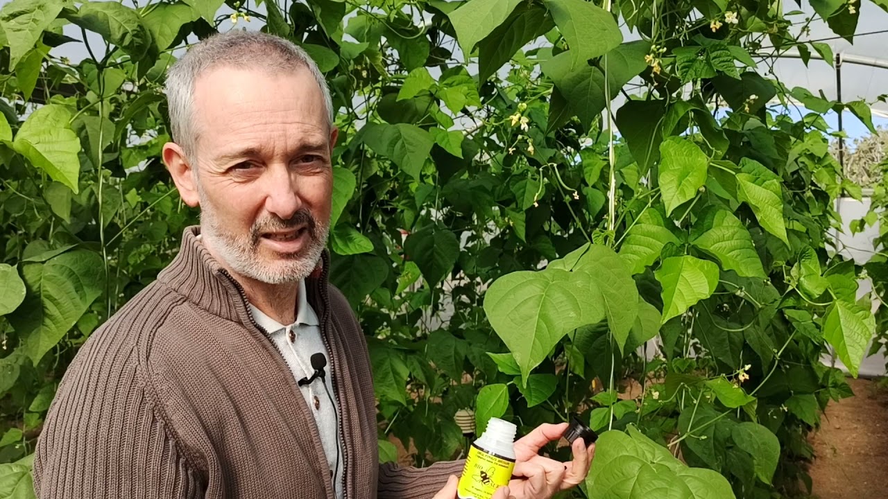 Control biológico de pulgón en pepino