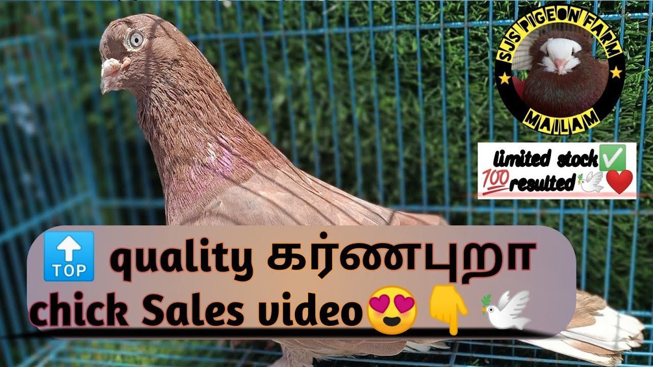 Top quality கர்ணபுறா chick Sales..🕊️👇😍 don't miss it limited stock 💯😉#diamondpets##pigeonsalevideo#