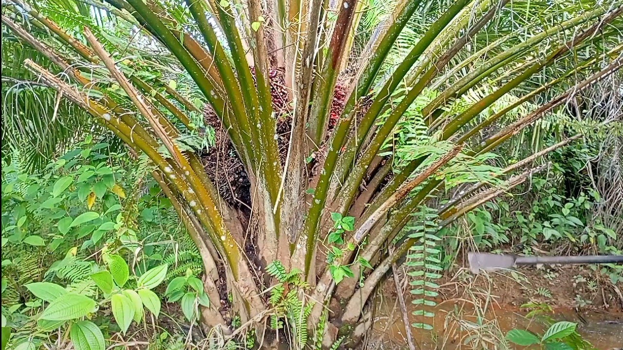 Di balik pelepah merah menyimpan buah melimpah