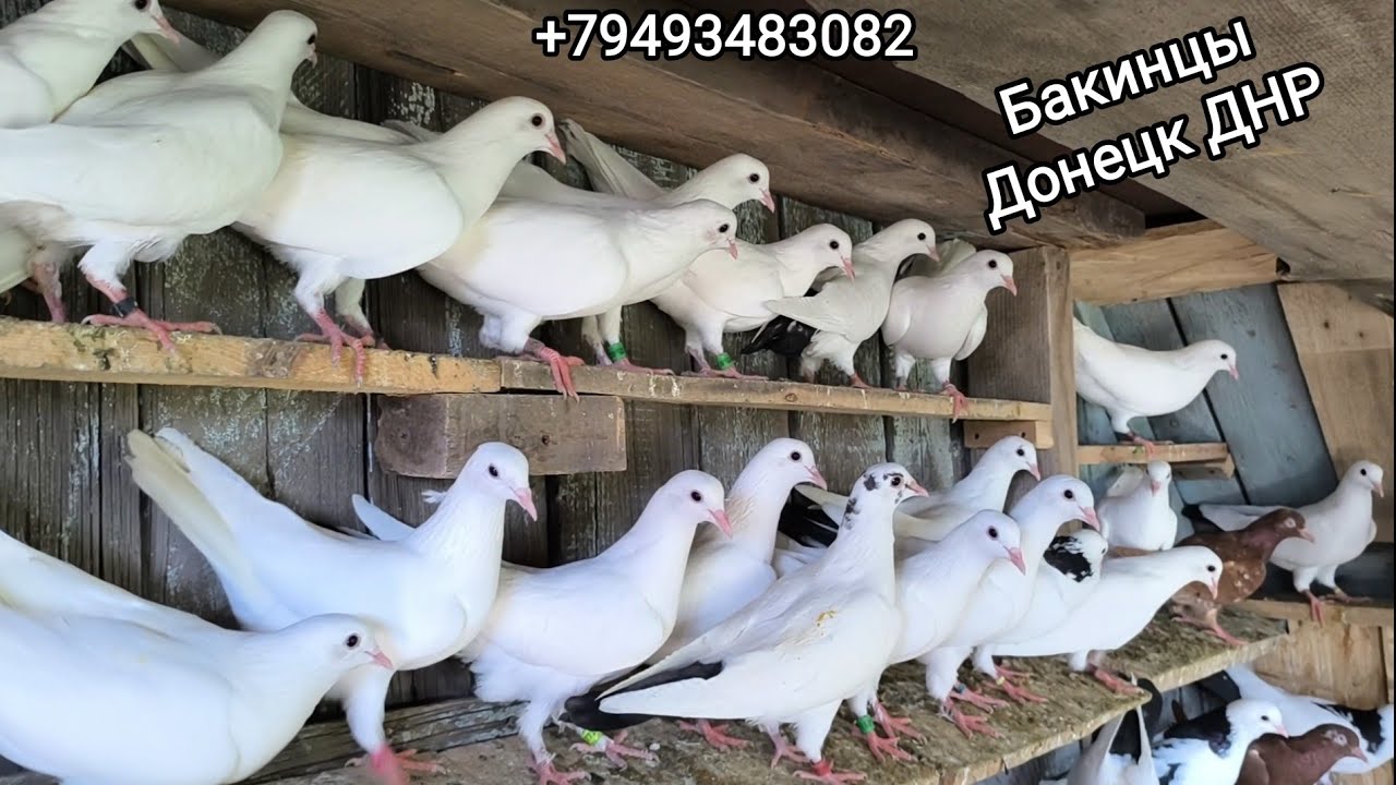 Продажа бойных голубей Донецк ДНР