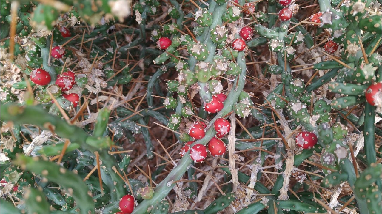 Eating Pencil Cholla Cactus fruit (Cylindropuntia leptocaulis)