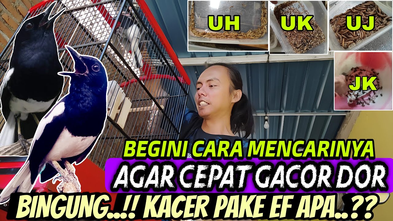 TERNYATA BEGINI CARANYA ⁉️ KACER JADI CEPAT GACOR & BUKA EKOR KETIKA SAYA PAKAI EF INI, BENARKAH..?