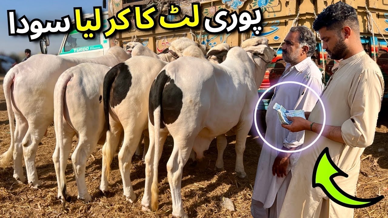 Bhains Colony Mandi Ka Aaj Ka Soodha Dhamaka! 😱 Karachi Me Aise Rates Pe Cow Mil Rahi? Sab Hairan! 🔥