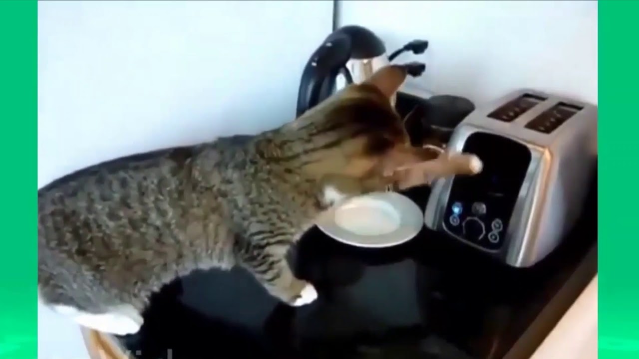 Katzenvideo: Katzen erschrecken sich