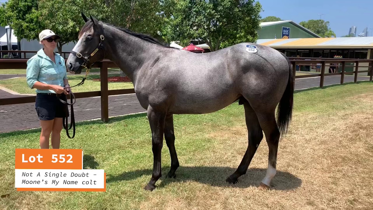 MMS2020 Lot 552. Not A Single Doubt - Moone&rsquo;s My Name colt