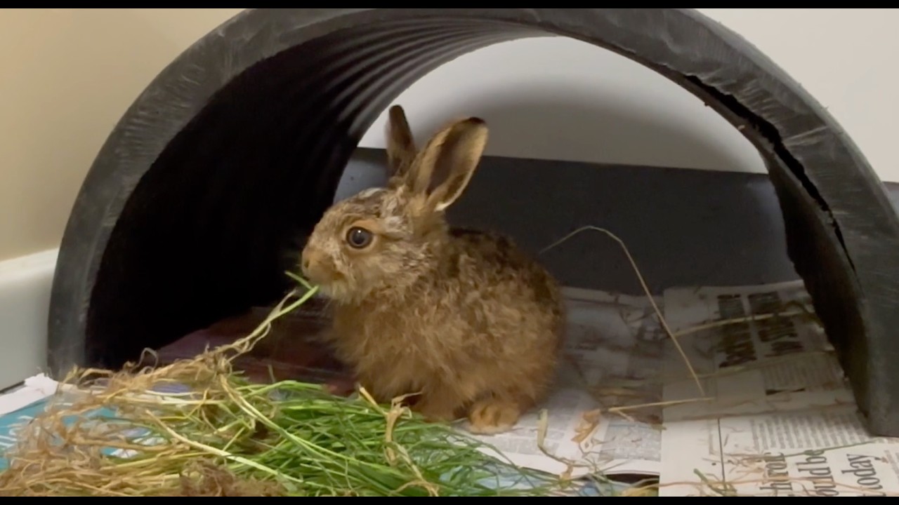 Secret World Wildlife Rescue Conference 2026