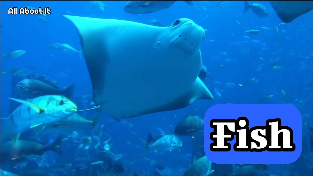 Journey Under the Sea: Exploring the World of Fish (Music Video HD)