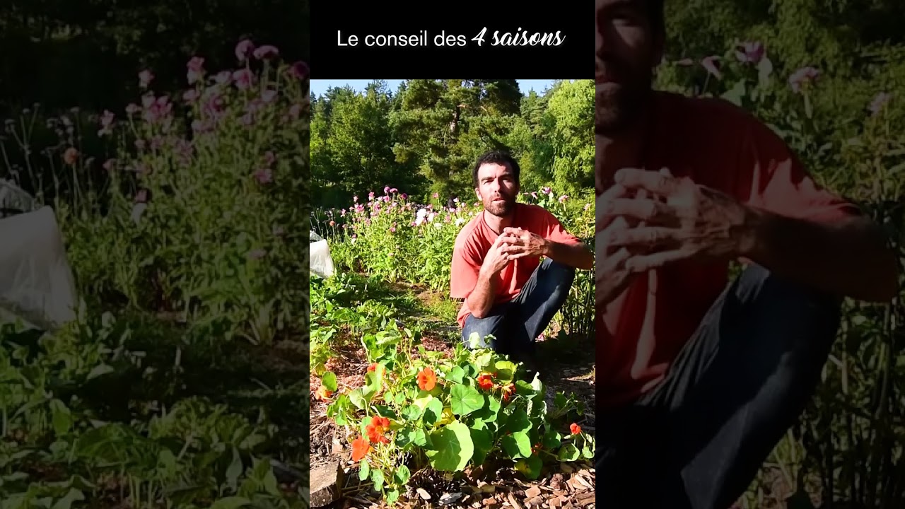 G&eacute;rer les pucerons au jardin - Conseil des 4 saisons  #potager #association #capucine