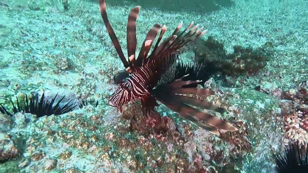 Adventures at Fish Rock 392 - Robust Ghost Pipefish and Yellow Boxfish