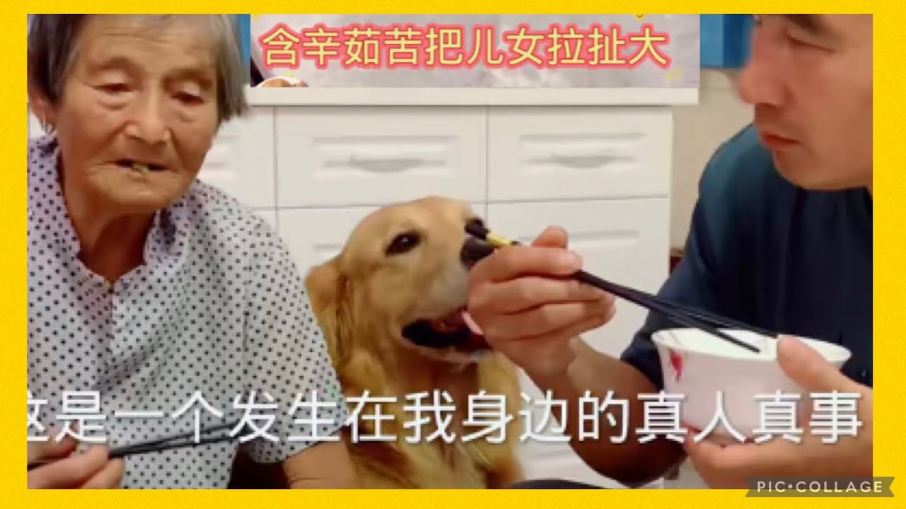 這是一個真人真事改編，事件里的老人沒有這麼幸運、因為沒有豆豆 #鏟屎官的假期 #善待老人 #黃金獵犬 #金毛豆豆