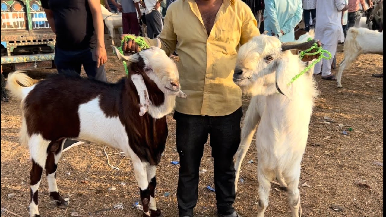 Rajasthan goat market kota bakra mandi live updet cover with price 17th may 2025