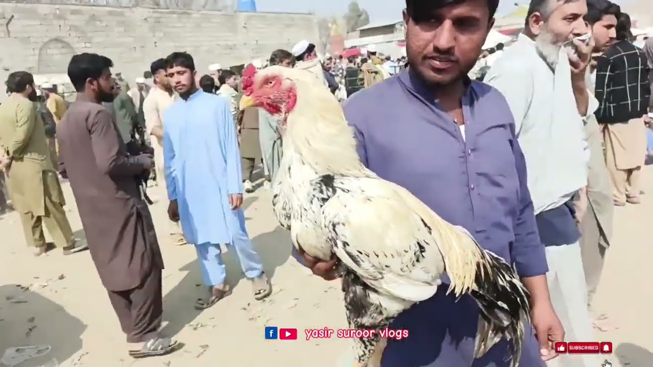 Aseel Murgha Mela Rates Updates🐔 #viral #youtube #youtubeshorts 