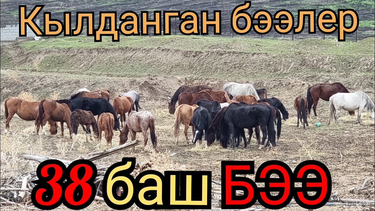 кылданган ЧОҢ БЭЭЛЕР САТЫЛАТ 👍ЭКИ ҮЙҮР 🐴