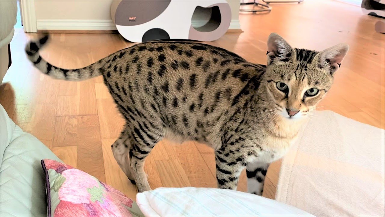 Сердитый Саванна Кот