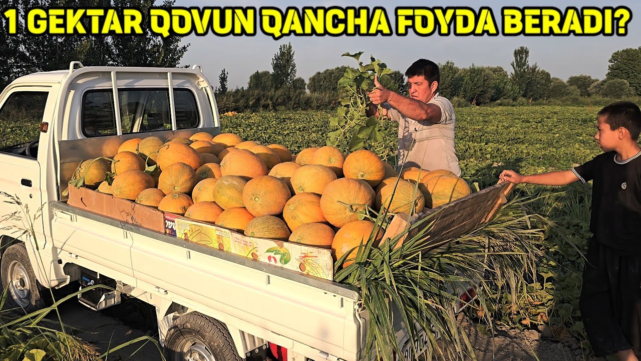 1 GEKTAR QOVUN EKIB QANCHA FOYDA OLSA BOLADI?  QOVUN PAYKALDAN VIDEO JAYDARI DEXQON