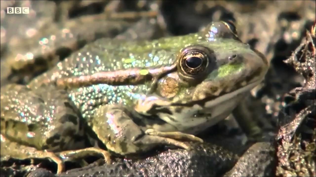 Marsh Frogs on Secret Britain (2016)