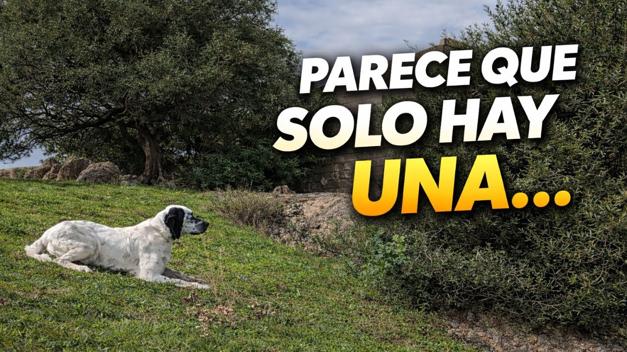 🔥 La muestra no engaña | Setter y desenlace completo