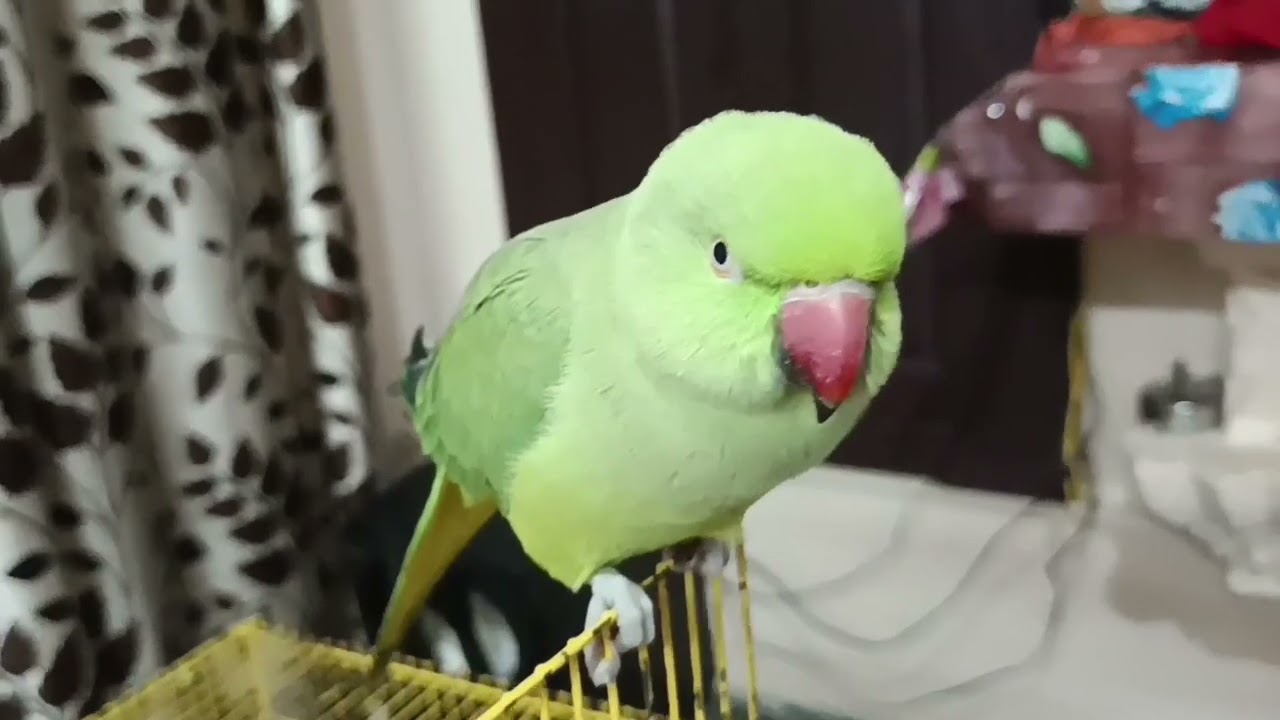 Talking parrot 🦜// mithu mithu bolne wala talking parrot@mithurajavlogs23