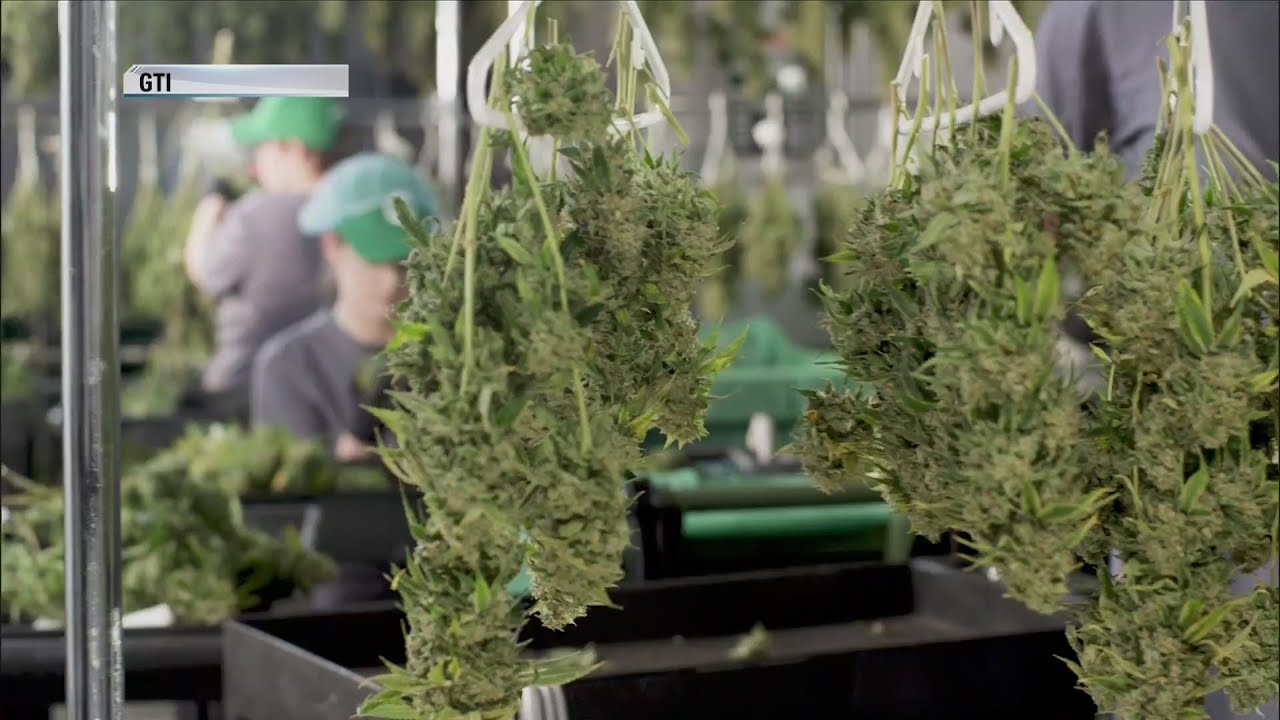 Cannabis careers: Marijuana industry growing in Rock Island