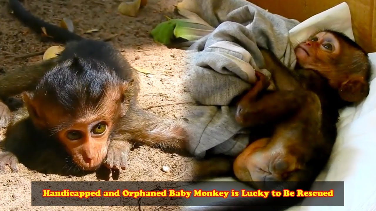 A handicapped baby monkey dragged his feet everywhere, but luckily he was helped