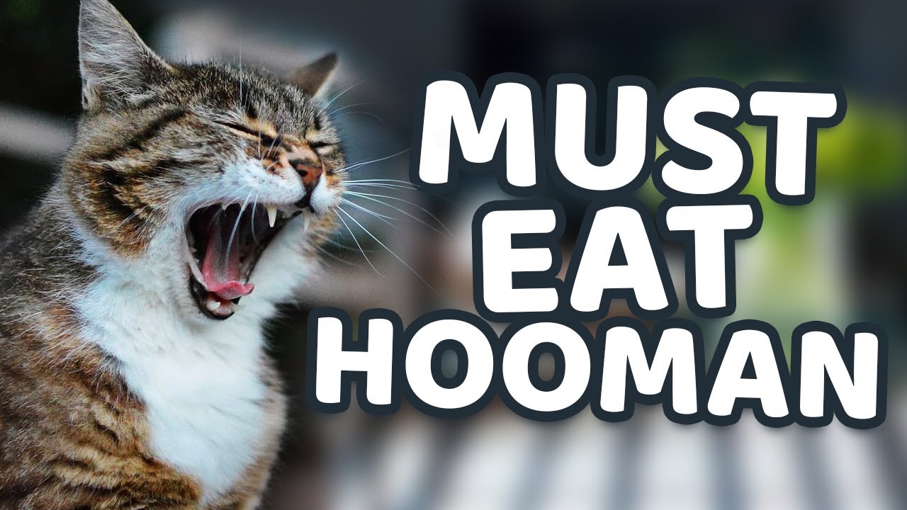 Love Bites from Oppy the Cat | Cute Kitten | Sonnie's Place | 