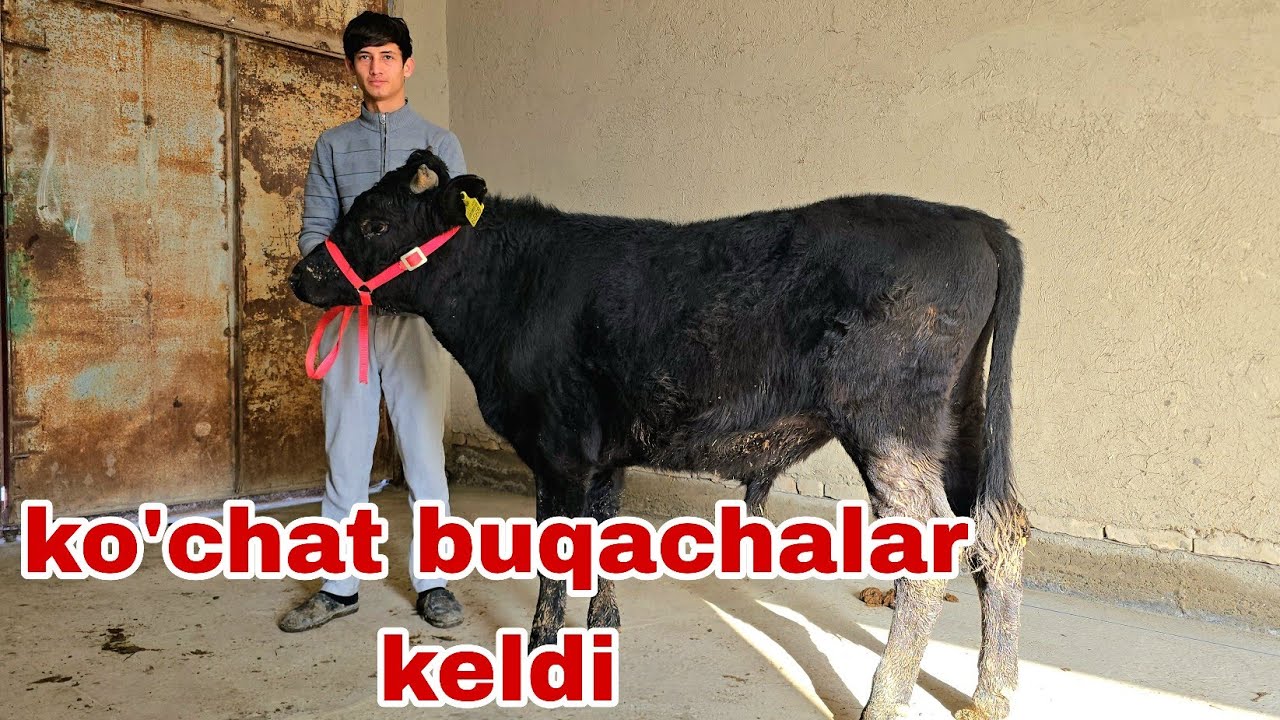 Iskandar ukamizdan yangi partiya buqachlarni zo'rlaridan oling.1 февраля 2026 г.