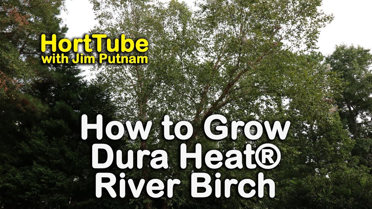 How to grow Dura Heat® River Birch - Heat and Drought Tolerant River Birch