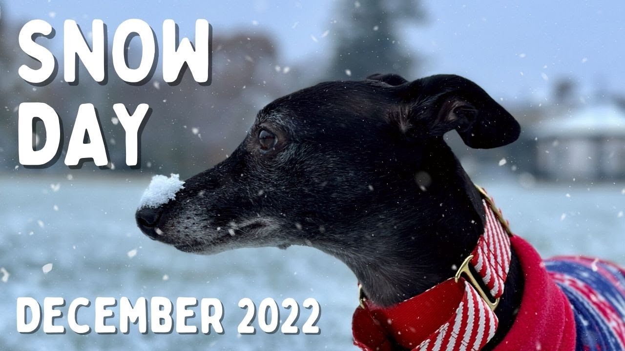Snow day and Christmas market with Jess the whippet